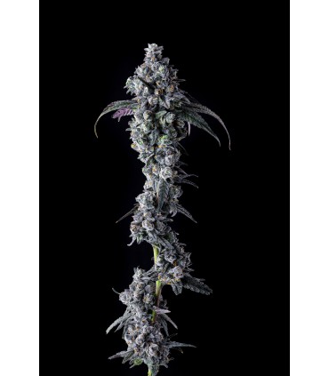 UK Riot (London Jealousy x Jokerz 31)