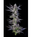 Runtz Carlton (White Runtz x Eye Candy)