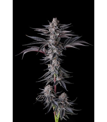 New Money (Black Amber x Eye Candy)