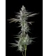 Guwop Green (Pinana x Eye Candy)