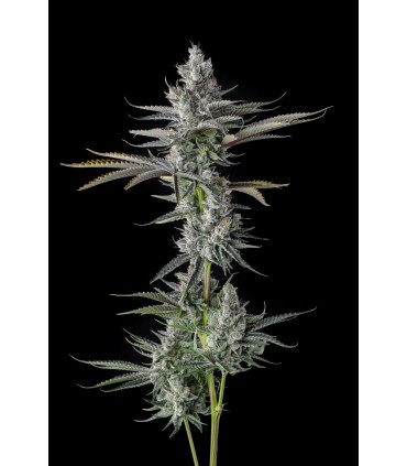 Guwop Green (Pinana x Eye Candy)