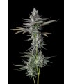Guwop Green (Pinana x Eye Candy)