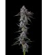 CHROME DOME (Lemonheadz x Eye Candy)