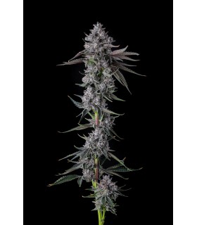 CHROME DOME (Lemonheadz x Eye Candy)