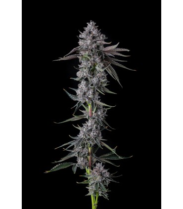 CHROME DOME (Lemonheadz x Eye Candy)
