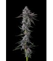 CHROME DOME (Lemonheadz x Eye Candy)