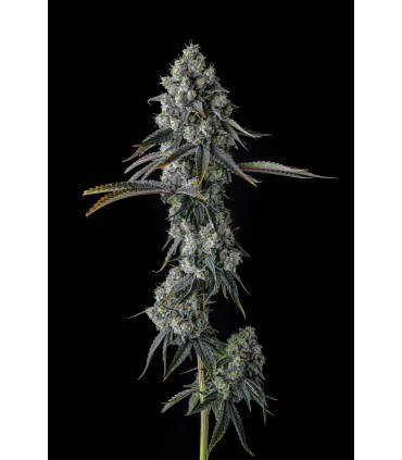 Chem 51 (Chem D x Eye Candy)