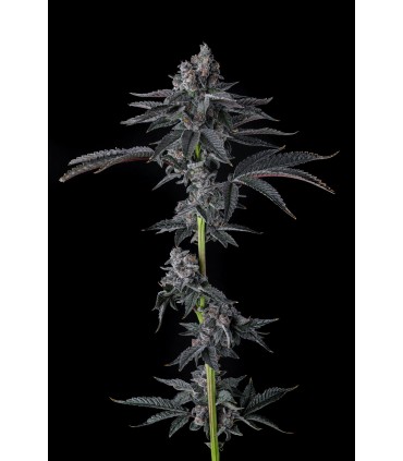 Bullz Eye (Red Bullz x Eye Candy)