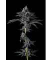 Bullz Eye (Red Bullz x Eye Candy)