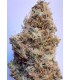 African Gas (Bangi Haze x Northern Lights 5 Haze)
