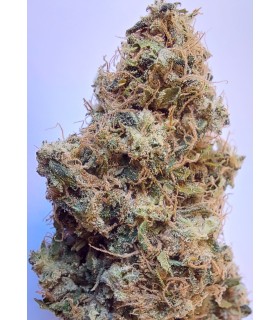 African Gas (Bangi Haze x Northern Lights 5 Haze)
