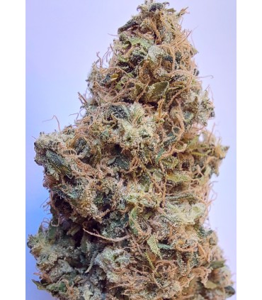 African Gas (Bangi Haze x Northern Lights 5 Haze)