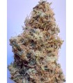 African Gas (Bangi Haze x Northern Lights 5 Haze)