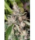 African Gas (Bangi Haze x Northern Lights 5 Haze)
