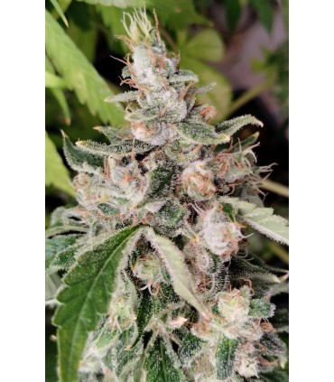 African Gas (Bangi Haze x Northern Lights 5 Haze)