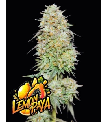 LemonPaya