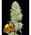 LemonPaya