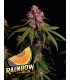 Rainbow Melon