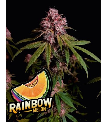 Rainbow Melon