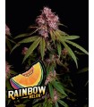 Rainbow Melon