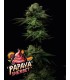 Papaya Sherbet