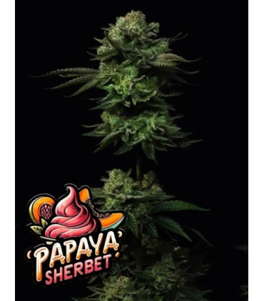 Papaya Sherbet