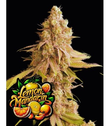Lemon Mandarin