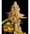 Lemon Mandarin