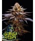 Gorilla Melon