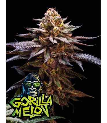 Gorilla Melon