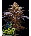 Gorilla Melon