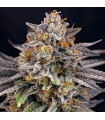 CandyGaz