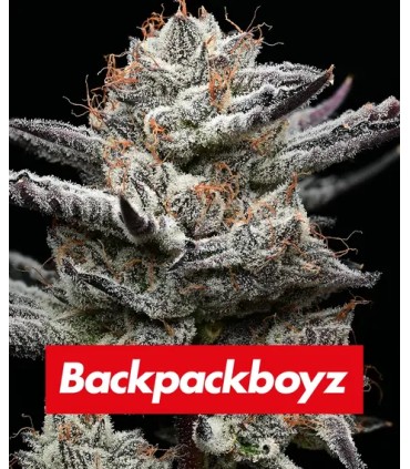 Black Cherry Gushers by Backpack Boyz