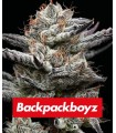 Black Cherry Gushers by Backpack Boyz