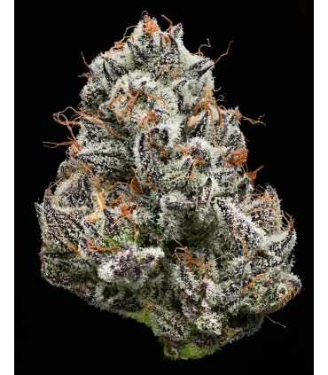 Black Cherry Gushers by Backpack Boyz