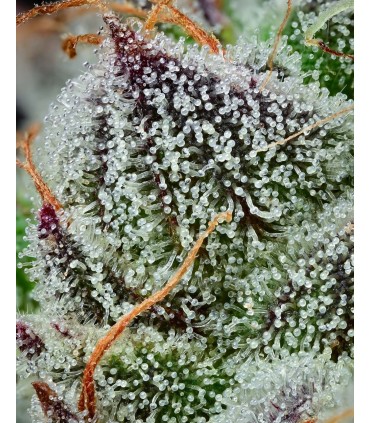 Black Cherry Gushers by Backpack Boyz