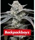 Lemon Cherry Gelato by Backpack Boyz