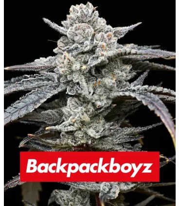Lemon Cherry Gelato by Backpack Boyz