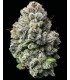 Lemon Cherry Gelato by Backpack Boyz