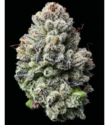 Lemon Cherry Gelato by Backpack Boyz