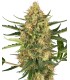 Auto Blueberry Bubblegum