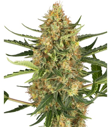 Auto Blueberry Bubblegum