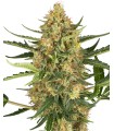 Auto Blueberry Bubblegum