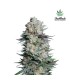 Mexican Airlines Auto (Colombian x Mexican)