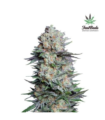 Mexican Airlines Auto (Colombian x Mexican)