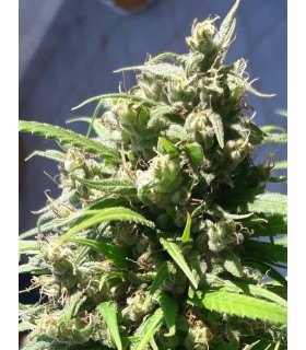 Oaxaca A5 Haze
