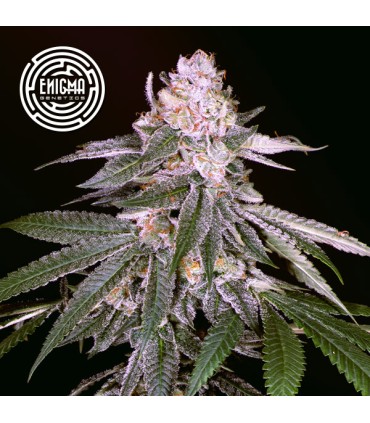 Rozay