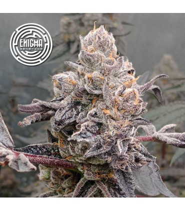 Original Sunset Sherbet