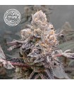 Original Sunset Sherbet
