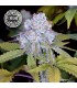 DoSiDos Sherbet